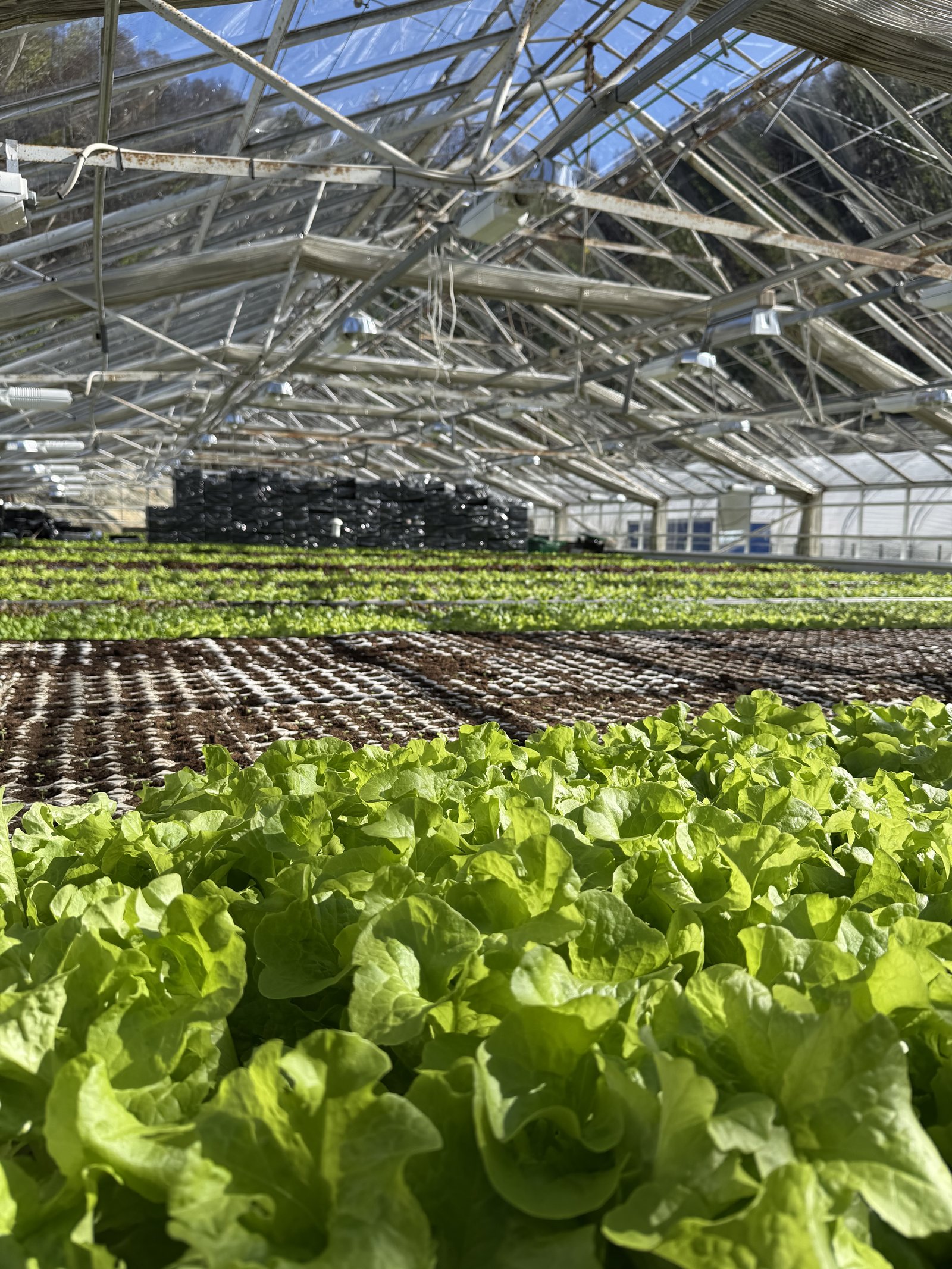 Utegris på norsk gård