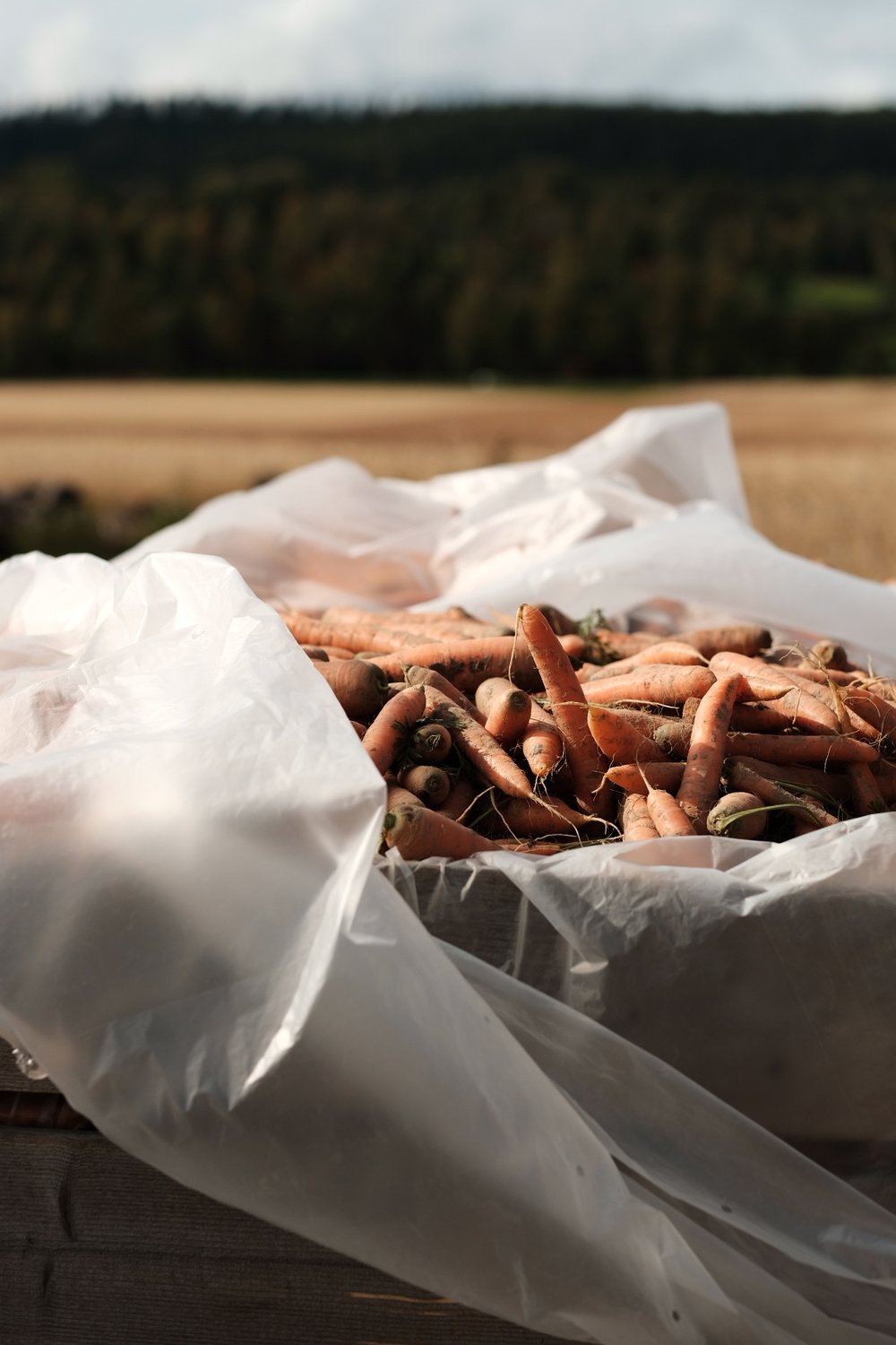 Gulrøtter fra norsk gård