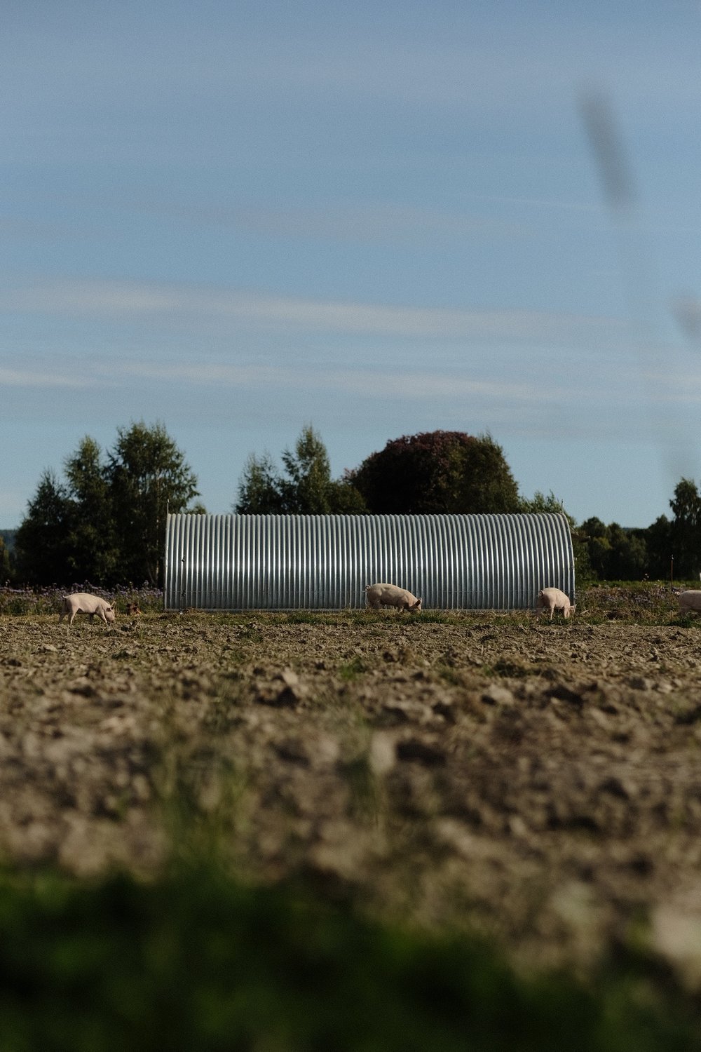 Norsk matproduksjon — drivhus med salat
